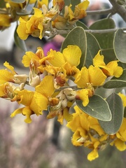 Stirtonanthus taylorianus