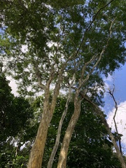 Libidibia ferrea leiostachya