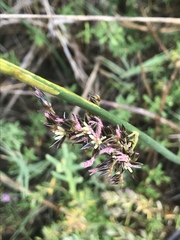 Juncus lesueurii