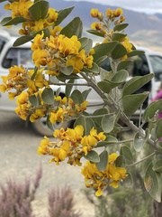 Stirtonanthus taylorianus