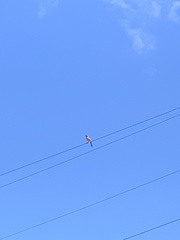 Icterus icterus