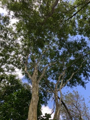 Libidibia ferrea leiostachya