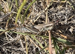 Phoetaliotes nebrascensis