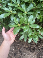 Rhododendron ponticum