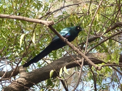 Lamprotornis caudatus