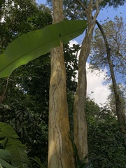 Libidibia ferrea leiostachya