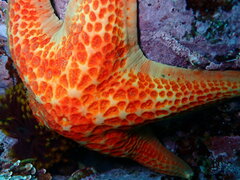 Dermasterias imbricata