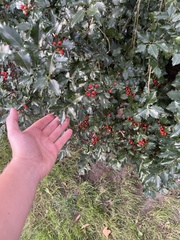 Ilex opaca