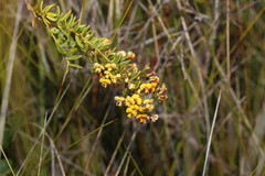 Daviesia umbellulata