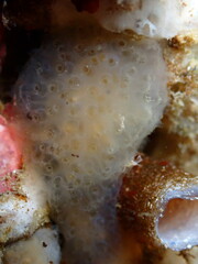 Eudistoma diaphanes