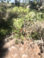 Argiope florida