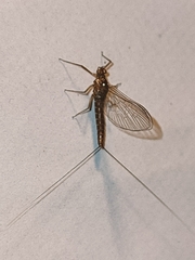 Cloeon dipterum