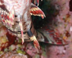 Oxylebius pictus