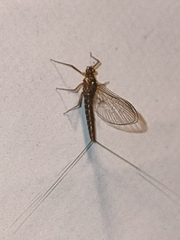 Cloeon dipterum
