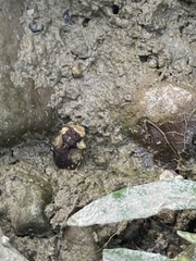 Gelastocoris oculatus