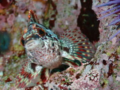 Oxylebius pictus