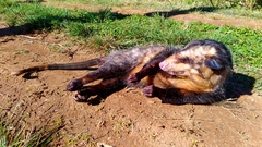 Didelphis aurita