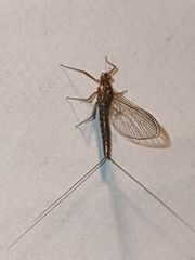 Cloeon dipterum