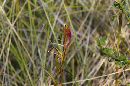 Image of Cryptostylis hunteriana by (c) Greg Tasney, some rights reserved (CC BY-SA)