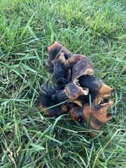 Scleroderma polyrhizum