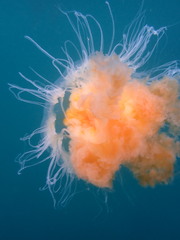 Phacellophora camtschatica