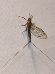 Cloeon dipterum