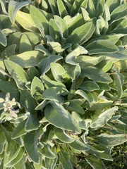 Stachys byzantina