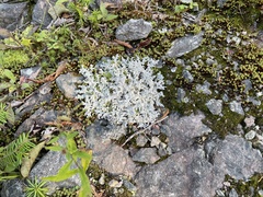 Stereocaulon saxatile