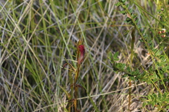 Cryptostylis hunteriana