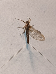 Cloeon dipterum