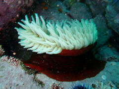 Urticina piscivora
