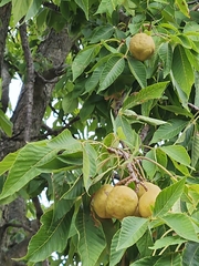Aesculus flava