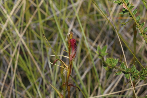 Image of Cryptostylis hunteriana by (c) Greg Tasney, some rights reserved (CC BY-SA)