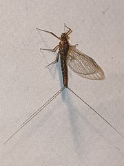 Cloeon dipterum