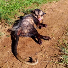 Didelphis aurita