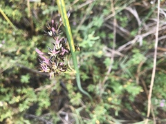Juncus lesueurii