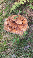 Armillaria