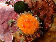 Balanophyllia elegans