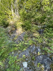 Stereocaulon saxatile