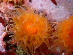 Balanophyllia elegans