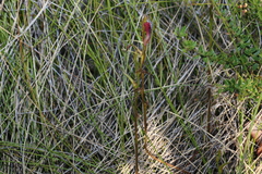 Cryptostylis hunteriana