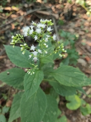 Ageratina altissima