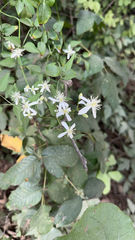 Clematis