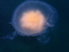 Phacellophora camtschatica