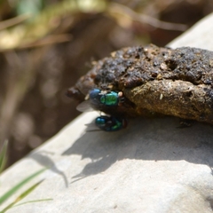 Chrysomya megacephala