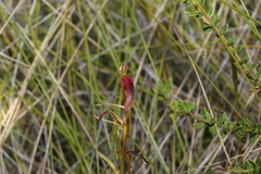 Cryptostylis hunteriana