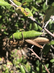 Schistocerca rubiginosa