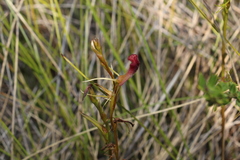 Cryptostylis hunteriana