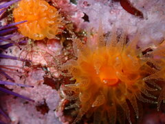 Balanophyllia elegans