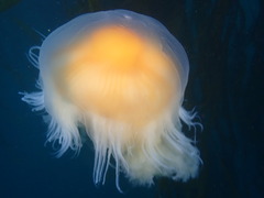 Phacellophora camtschatica